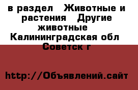  в раздел : Животные и растения » Другие животные . Калининградская обл.,Советск г.